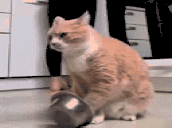 BittiEssi animated emote