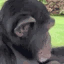 apeJam emote