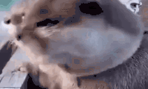 NOWAY animated emote
