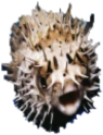 Puffer_Pog emote