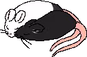 Snuggle_Buddies emote