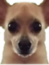 awkstare emote
