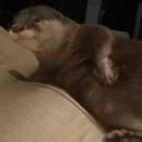 rascadovich animated emote