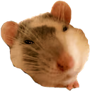 Rat_UwU emote