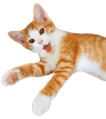 Cat_Screaming emote