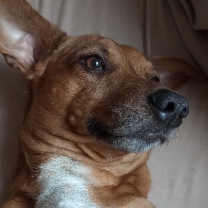 uguntos avatar