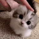 cutecatpet emote