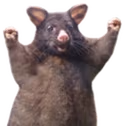 wahoorat emote