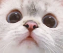 Nana_Want emote