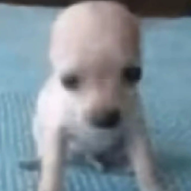 BigAssHead emote