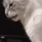 whatTheFuck emote