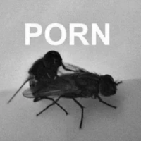 flies emote