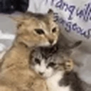 vroHug emote