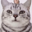 FeelsOkayMan emote