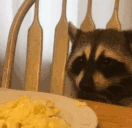 RaccoonEatingEggs emote
