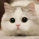CuteKittyStare emote