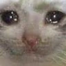 catBigSad emote