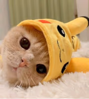 PikaCat2 emoji
