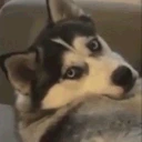Whatever emote
