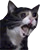 yamero emote
