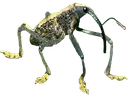 weevil emote