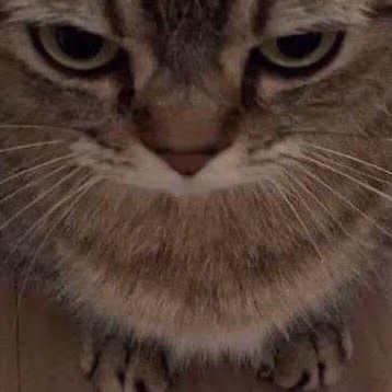 cat emote