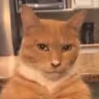 MewingCat emote