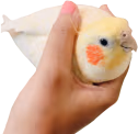 potatiel emote