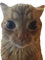 ginger_cat emote