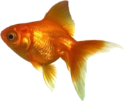 goldfish emote