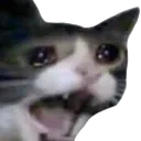 137_CatScream emote
