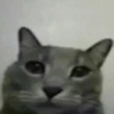 stupidcat emote