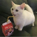 CatSip emote