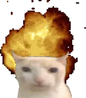 catanut emote