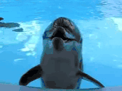 DolphinHEHE animated emote