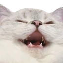 catKEK emote