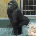 gorillatwerk animated emote
