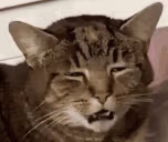 baked emote