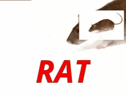 raboi emote