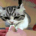 tasty emote