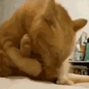 CatOHNO emote