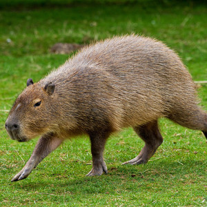 capybaraesttravy avatar