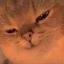 CE_Smug emote