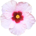 white_flower emoji