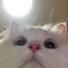 CE_Looking2 emote