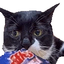 veryGato emote