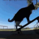 catSpin emote