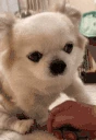 dogAsk emoji