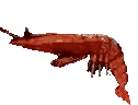 shrimpJAM emoji