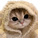 catComfy emote